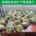 精选粽叶槲叶野生大号槲叶新鲜晒干菠萝叶饼桲椤叶端午节包