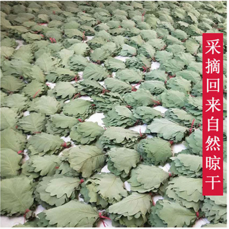 精选粽叶槲叶野生大号槲叶新鲜晒干菠萝叶饼桲椤叶端午节包