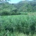 大叶相思大叶相思布袋苗大量供应高度1-6米