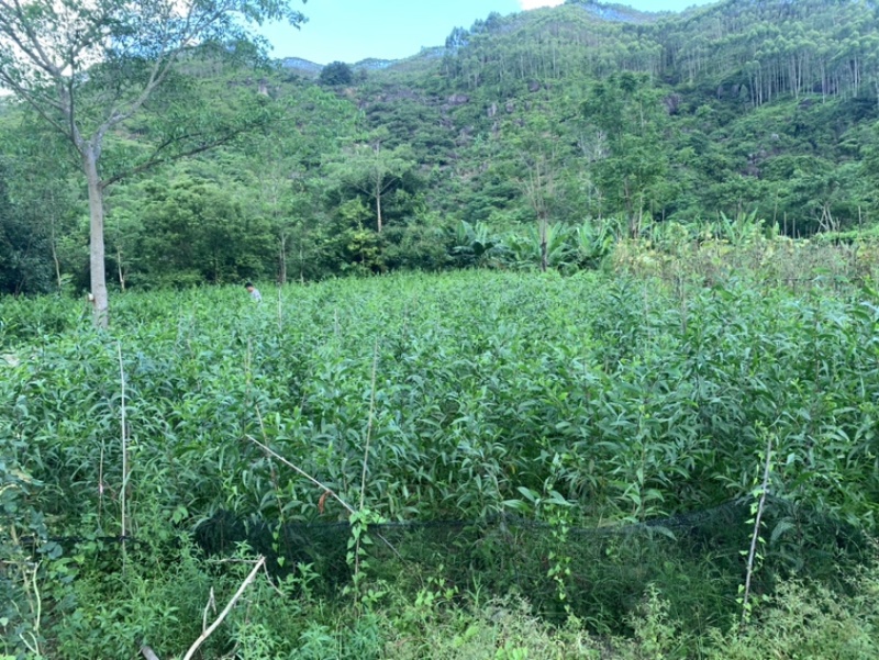 大叶相思大叶相思布袋苗大量供应高度1-6米