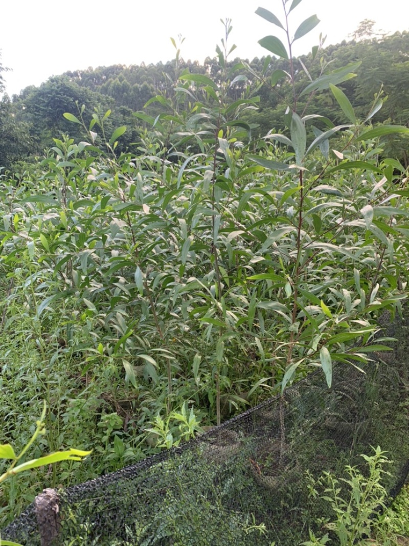 大叶相思大叶相思布袋苗大量供应高度1-6米