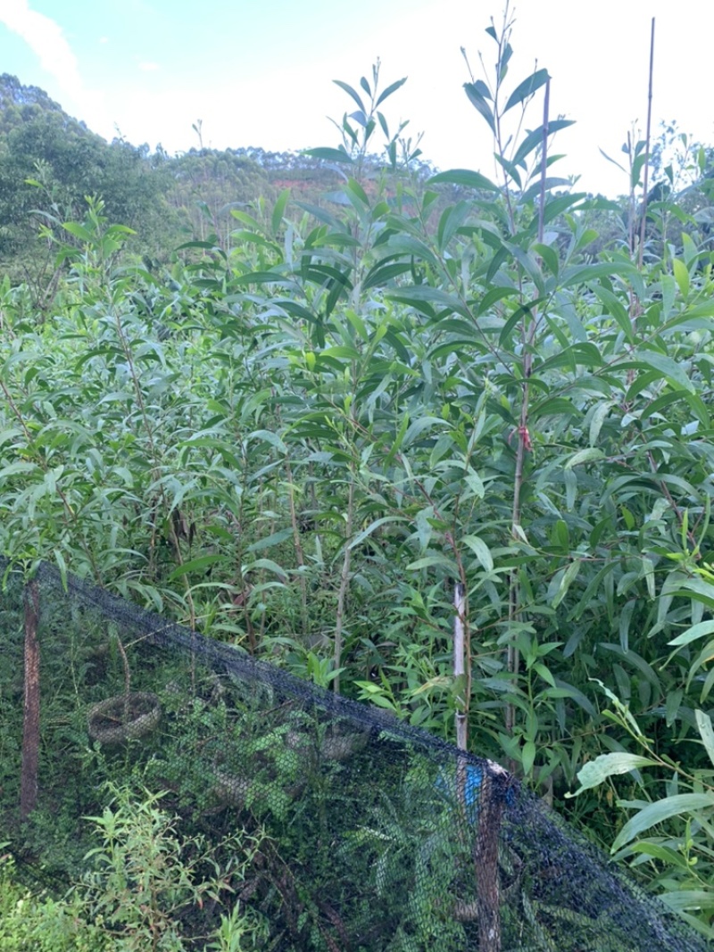 大叶相思大叶相思布袋苗大量供应高度1-6米