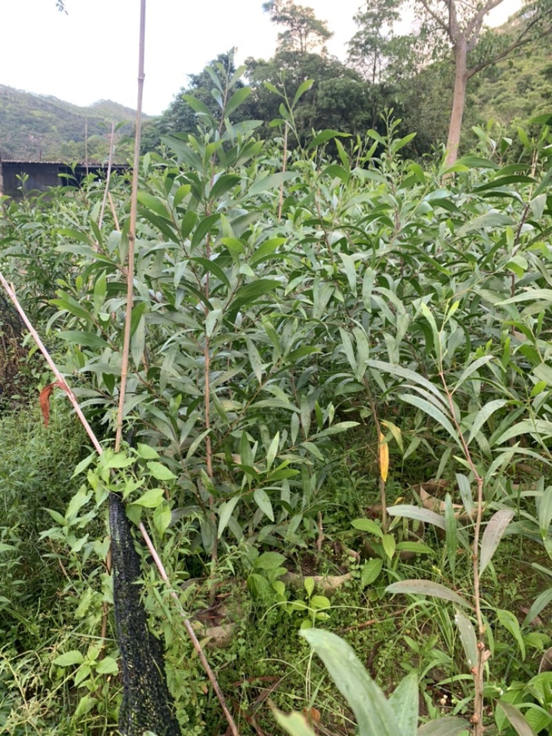 大叶相思大叶相思布袋苗大量供应高度1-6米