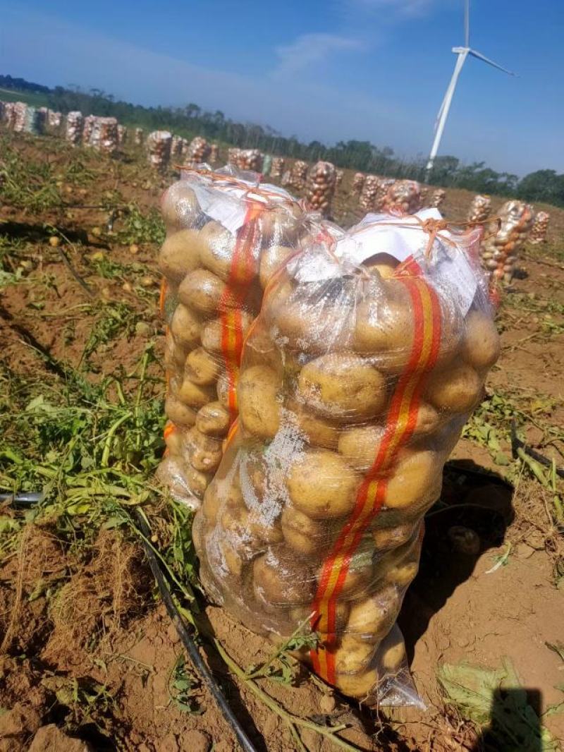 张北精品土豆有需要土豆的老板，请与我联系
