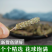 野生夏枯草批发天然无硫纯新货中药材地产夏枯球泡茶白毛夏枯