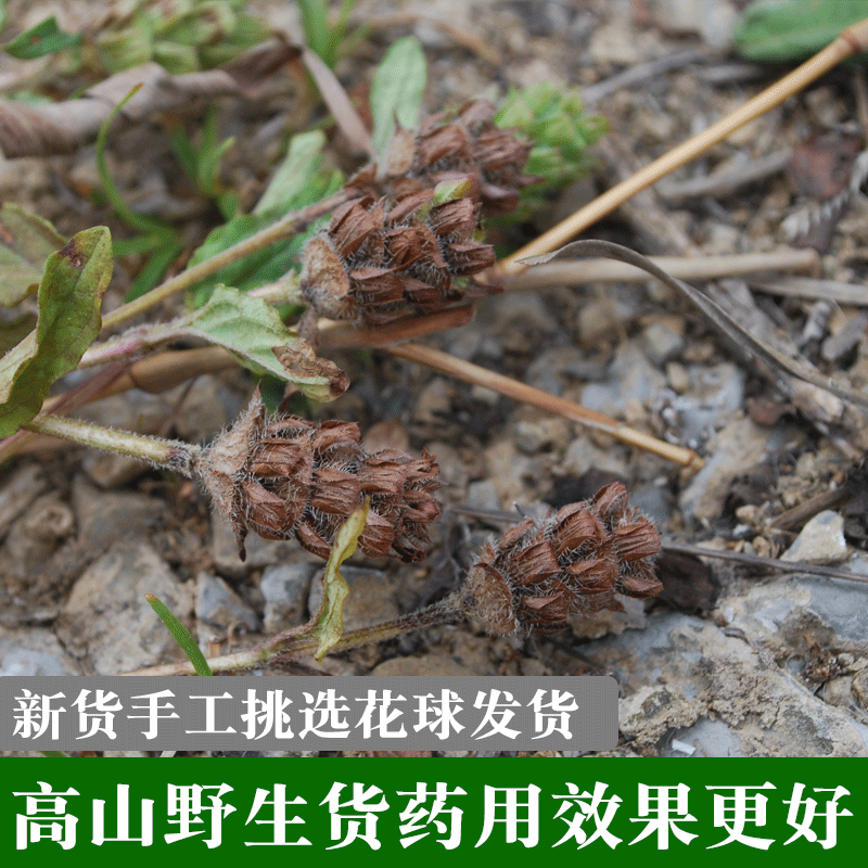野生夏枯草批发天然无硫纯新货中药材地产夏枯球泡茶白毛夏枯