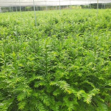 红豆杉小苗红豆杉苗基地