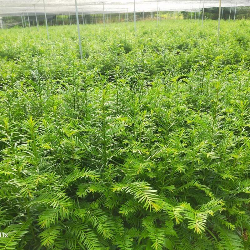 红豆杉小苗红豆杉苗基地