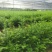 红豆杉小苗红豆杉苗基地