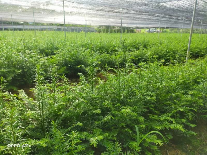 红豆杉小苗红豆杉苗基地