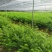 红豆杉小苗红豆杉苗基地