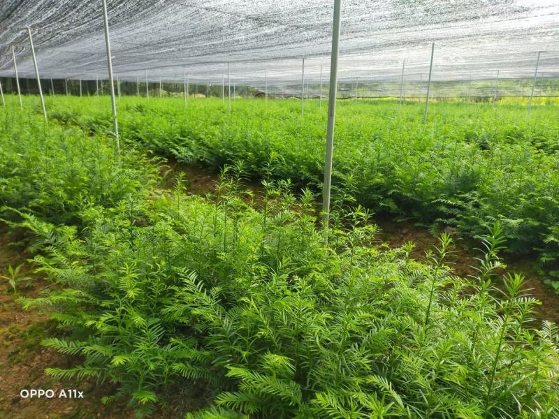 红豆杉小苗红豆杉苗基地