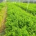 红豆杉小苗红豆杉苗基地