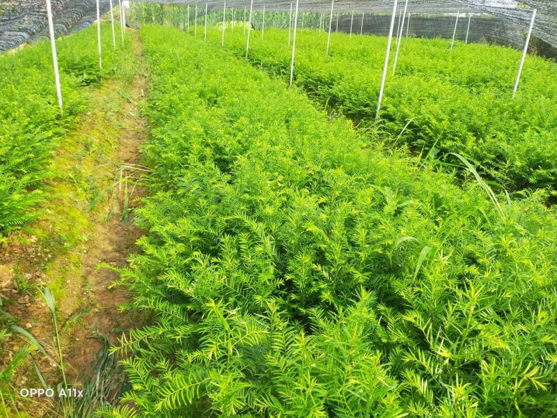 红豆杉小苗红豆杉苗基地