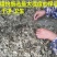 5斤装野生端午艾叶陈艾草叶洗澡泡脚月子驱寒散湿干艾草制艾