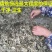 5斤装野生端午艾叶陈艾草叶洗澡泡脚月子驱寒散湿干艾草制艾