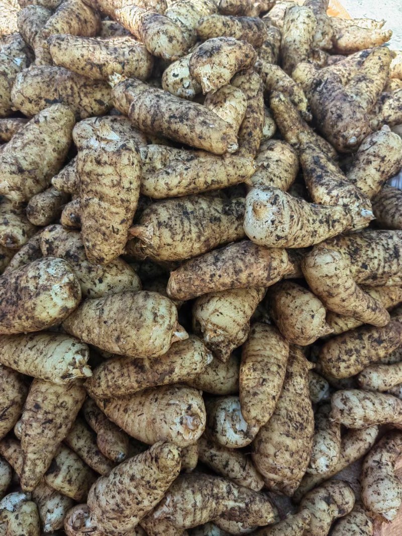 乌天麻