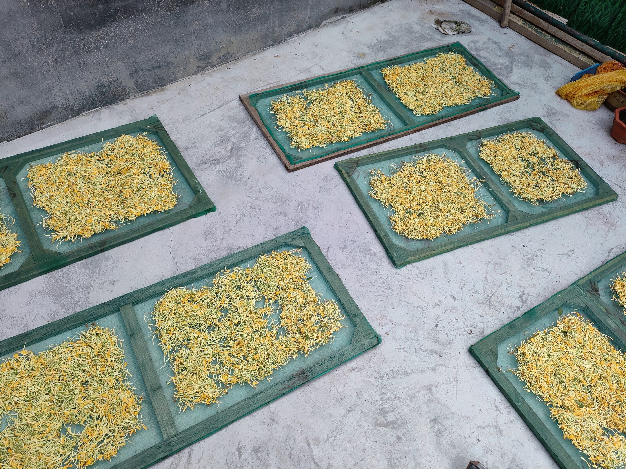 展示新鲜百合与晒干后百合的对比图,背景为晾晒架 百合晒干过程图