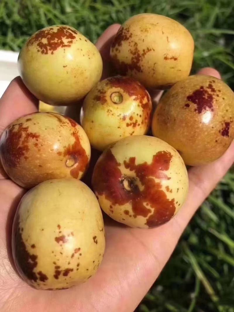 大荔大棚冬枣，脆甜可口，色泽光亮，皮毛好，对接全国电商