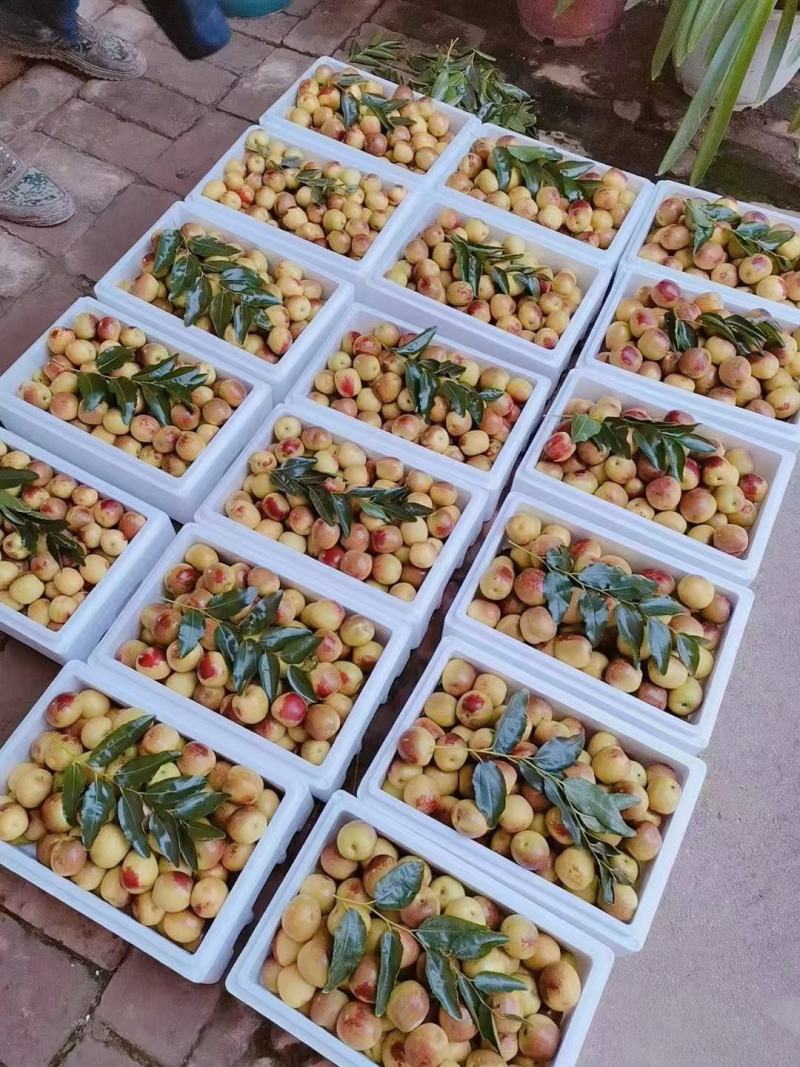 大荔大棚冬枣，脆甜可口，色泽光亮，皮毛好，对接全国电商