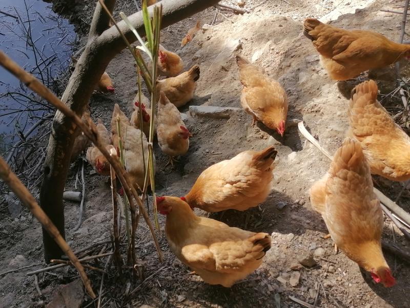 江西鼎胜生态农业常年供应各种规格白条鸡，光鸡，打包发货。