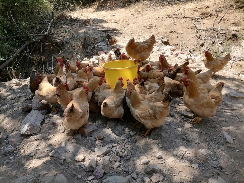 江西鼎胜生态农业常年供应各种规格白条鸡，光鸡，打包发货。