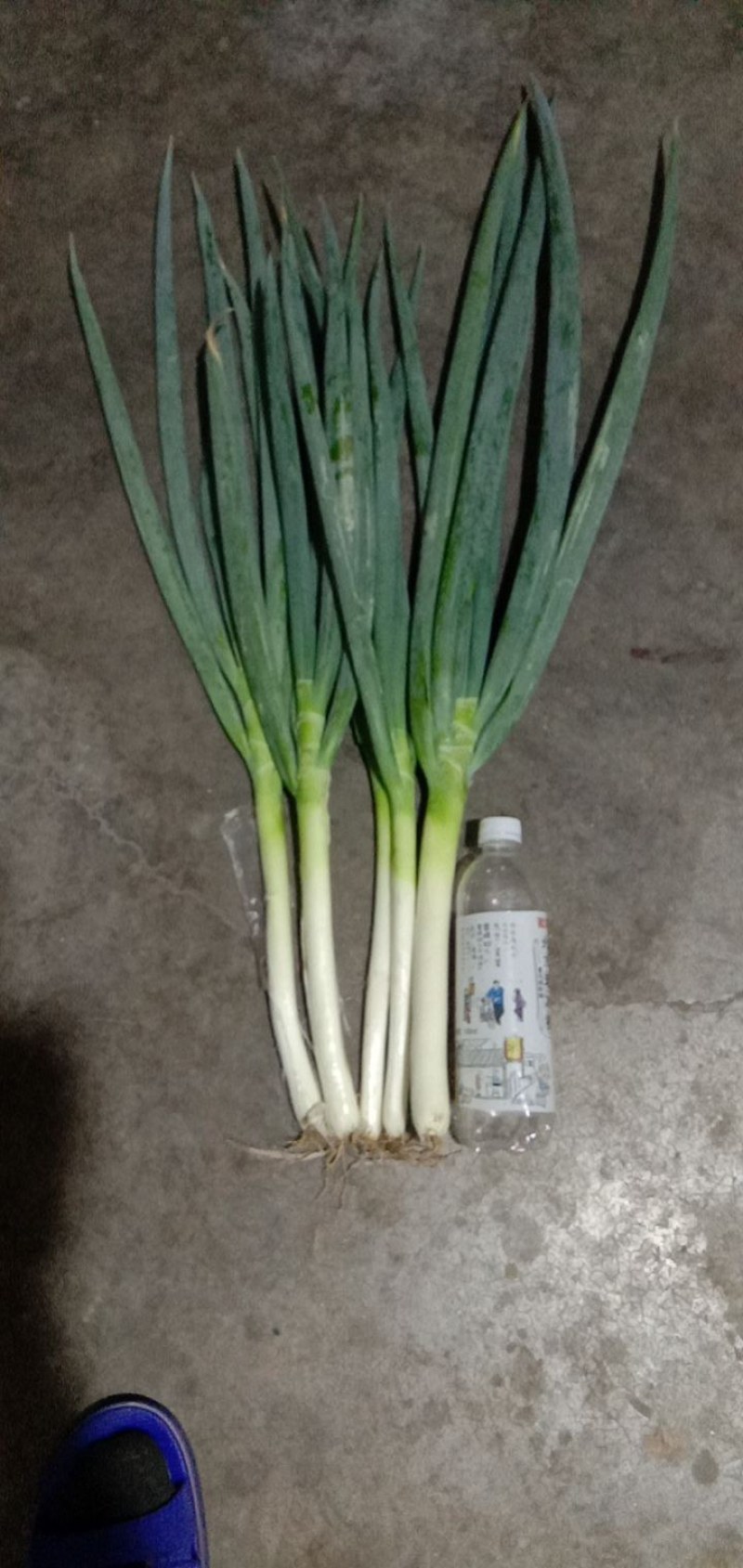 铁杆