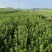 冬青基地！50-80高冬青绿篱小苗。专业种植销售！