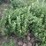 冬青基地！50-80高冬青绿篱小苗。专业种植销售！
