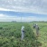 冬青基地！50-80高冬青绿篱小苗。专业种植销售！