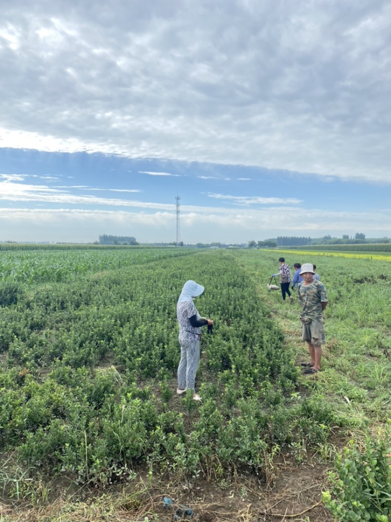 冬青基地！50-80高冬青绿篱小苗。专业种植销售！