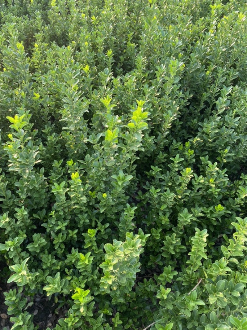 冬青基地！50-80高冬青绿篱小苗。专业种植销售！