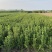 冬青基地！50-80高冬青绿篱小苗。专业种植销售！