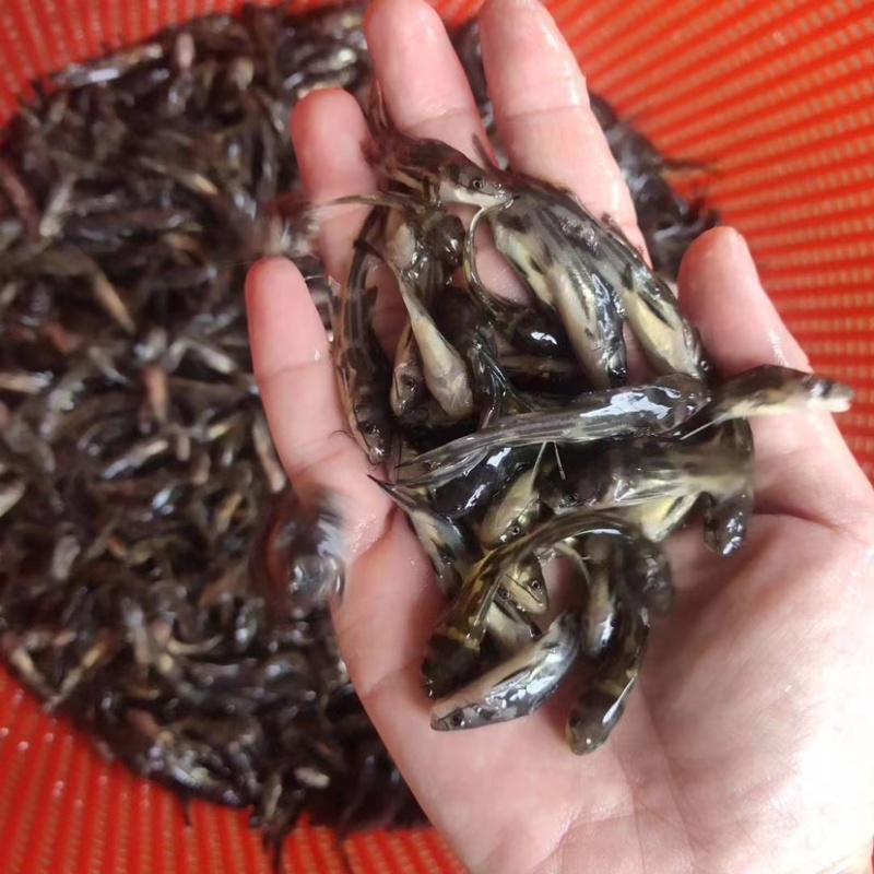 黄骨鱼，品质优良，快大品种，适合水库，网箱，鱼塘养殖