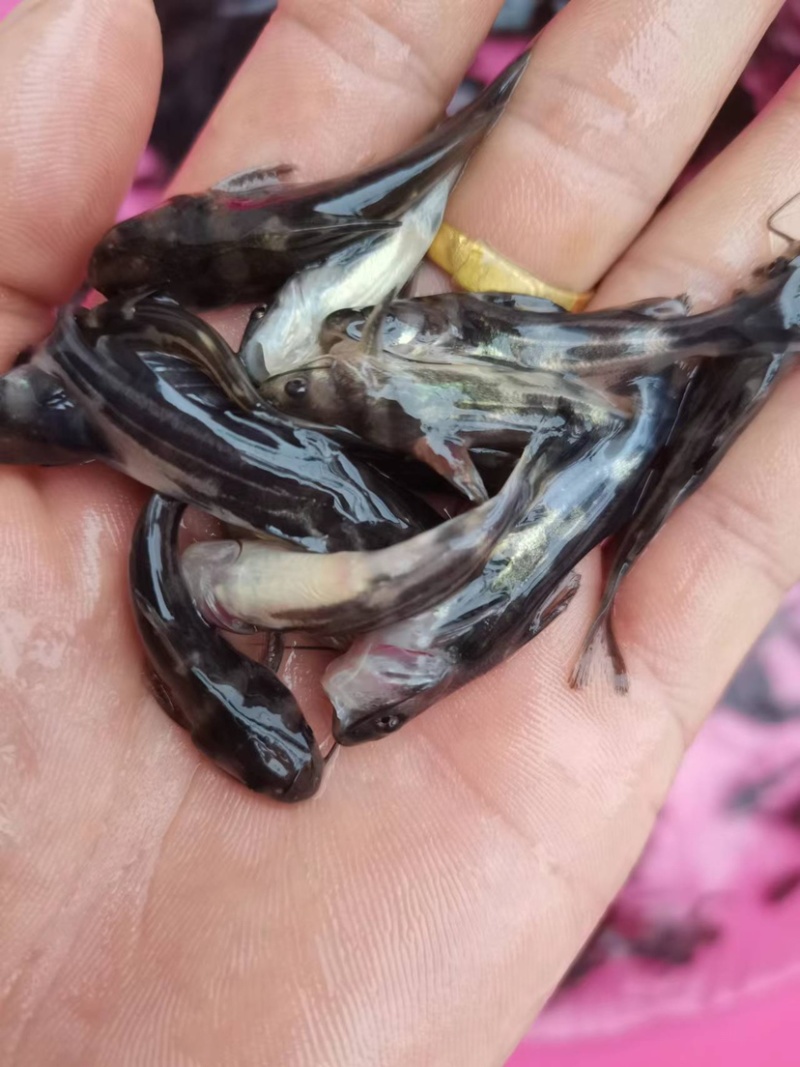 黄骨鱼，品质优良，快大品种，适合水库，网箱，鱼塘养殖
