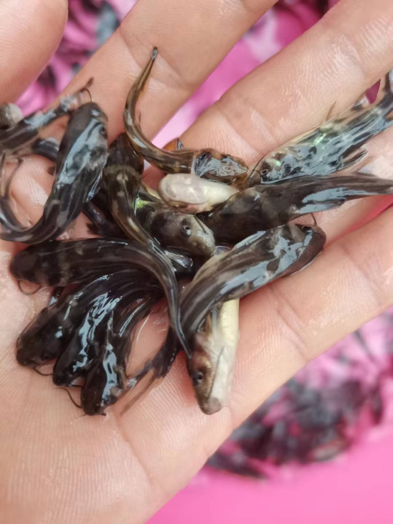 黄骨鱼，品质优良，快大品种，适合水库，网箱，鱼塘养殖