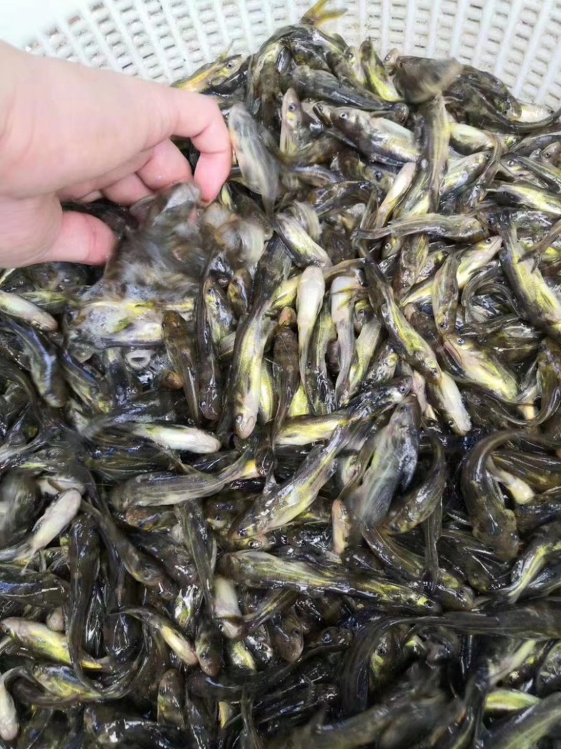 黄骨鱼，品质优良，快大品种，适合水库，网箱，鱼塘养殖