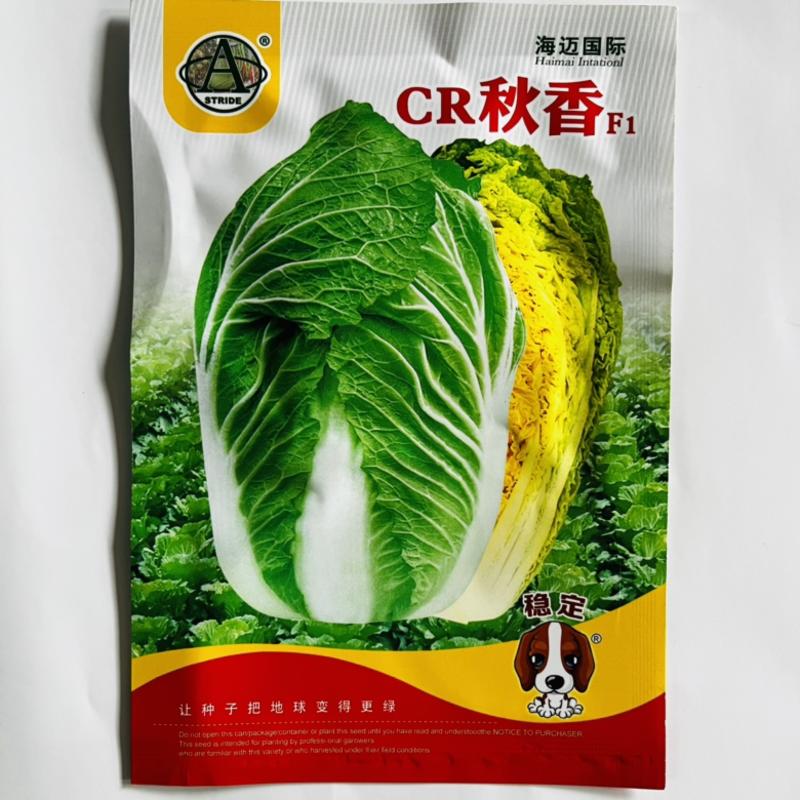 海迈CR秋香白菜种子进口品种黄心大白菜种子