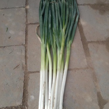 山东长白大葱，小叶，地干