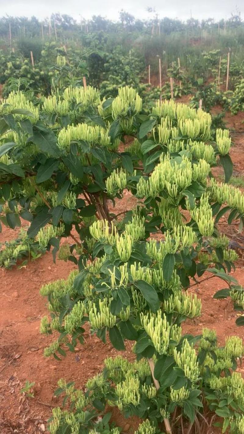 中药材山银花湖南金银花青茶小米花五彩花规格多样批发价位