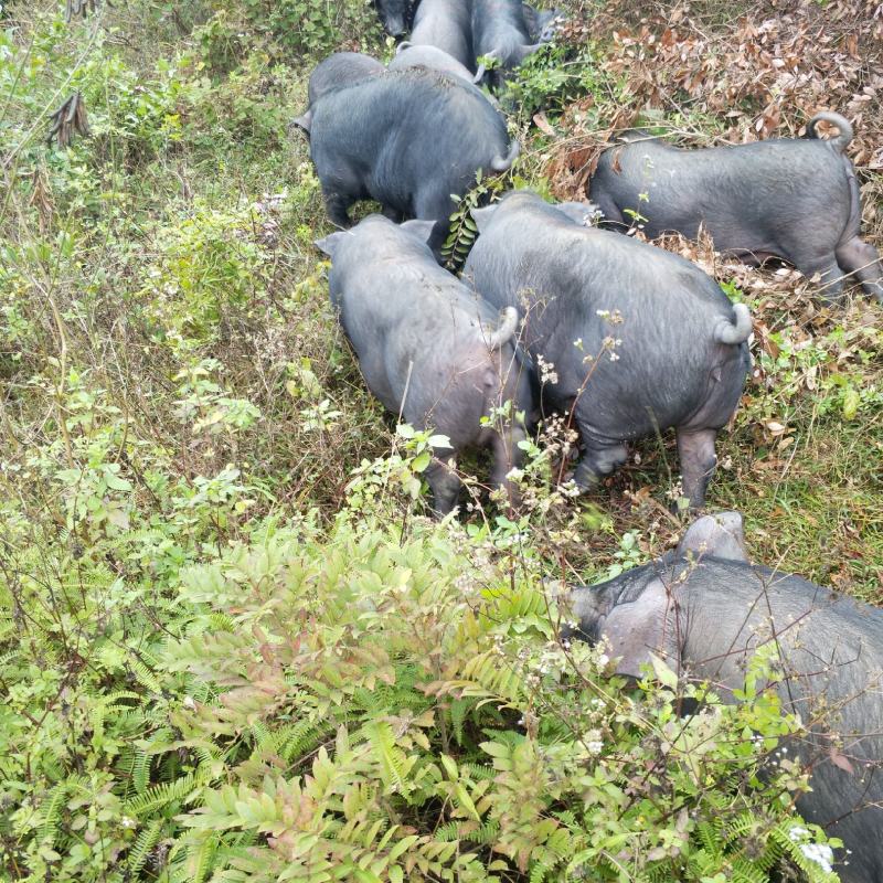 发酵料养一年的黑猪，肉质很棒！