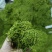 中药材山银花湖南金银花青茶小米花五彩花规格多样批发价位