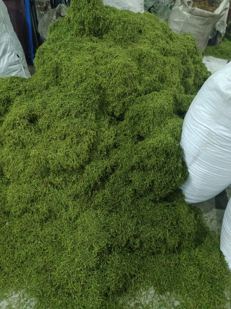 中药材山银花湖南金银花青茶小米花五彩花规格多样批发价位