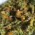 中药材山银花湖南金银花青茶小米花五彩花规格多样批发价位