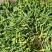 中药材山银花湖南金银花青茶小米花五彩花规格多样批发价位