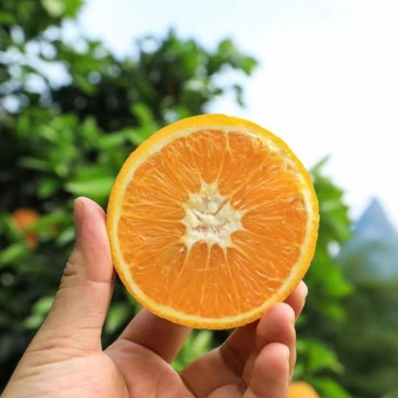 【牛商优选】云南冰糖橙产地批发新鲜采摘水分足精选
