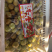 大荔冬枣