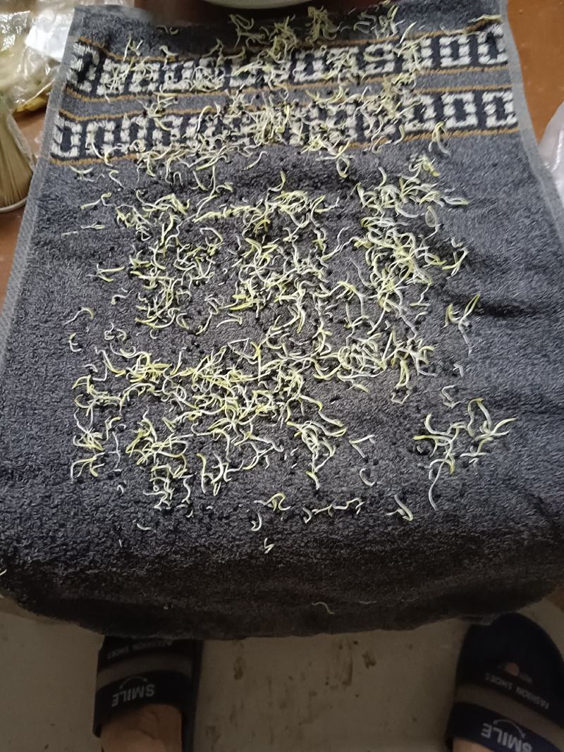 优质二红洋葱种子