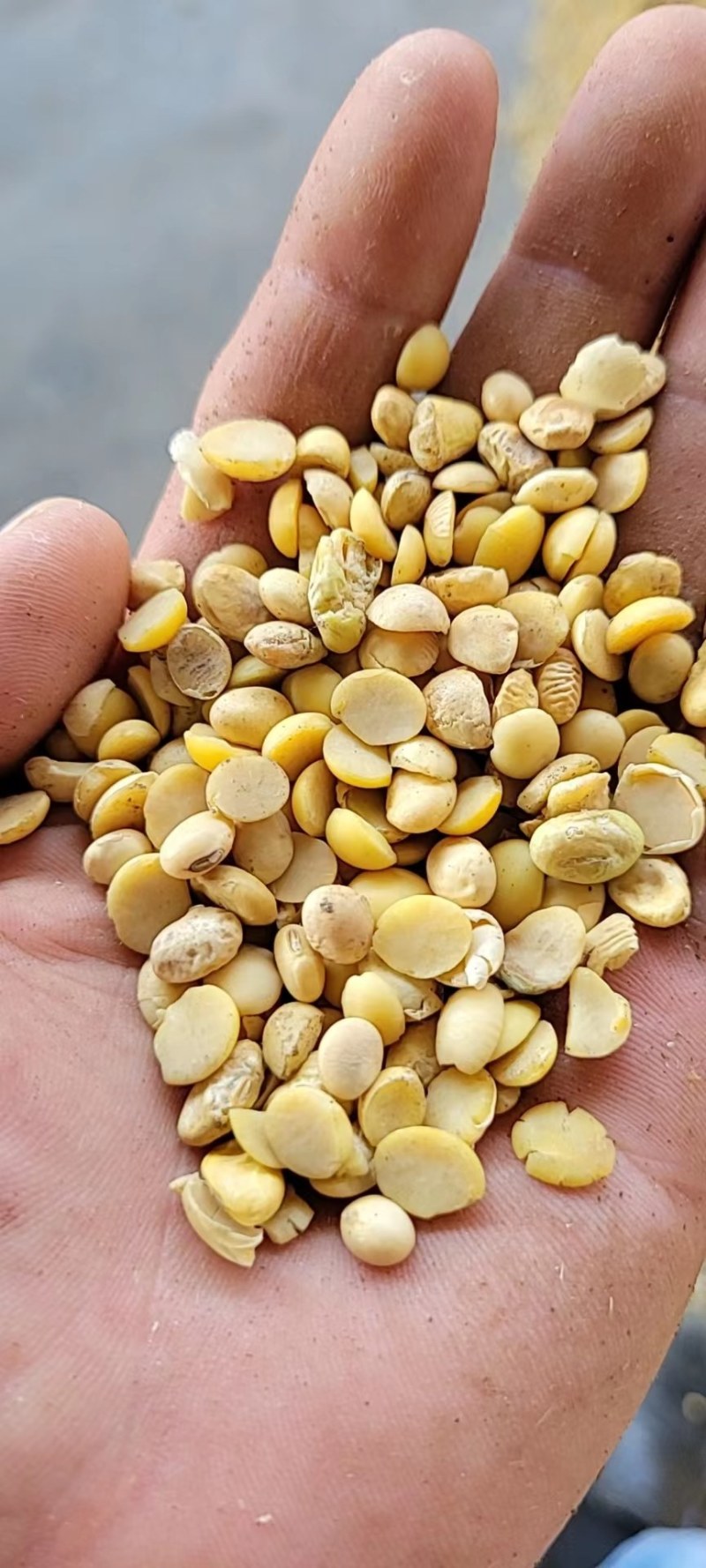 精品黄豆老品种黄豆及豆瓣豆香浓郁货源充足欢迎咨询