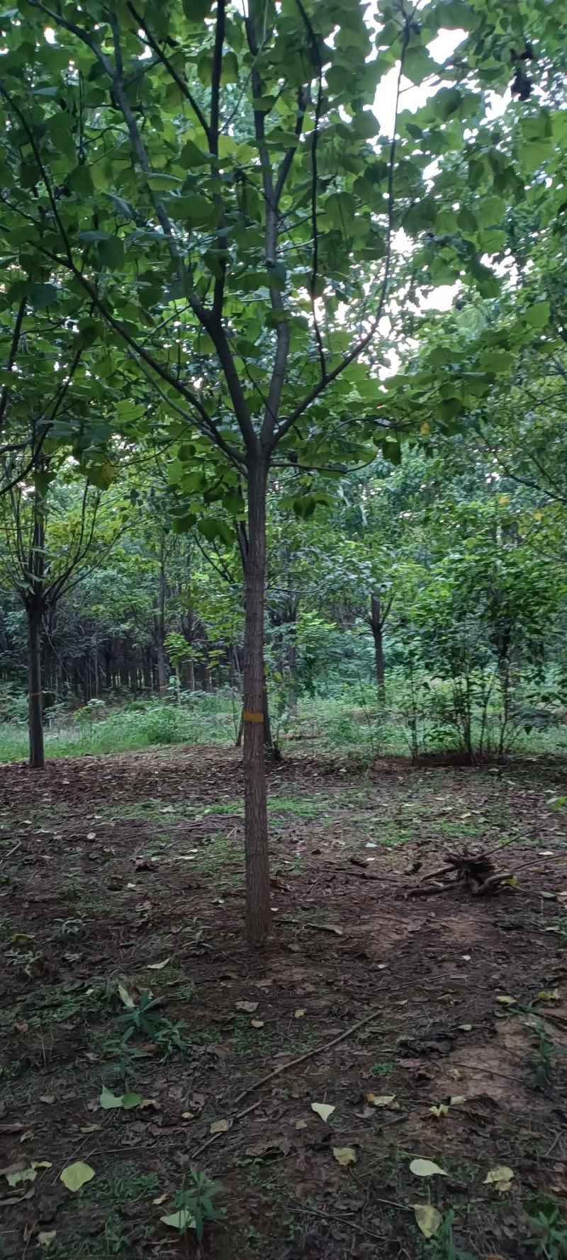 楸树15.....25公分，规格齐全，货源充足